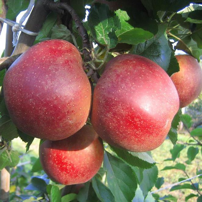 Apfelbaum Roter Boskoop direkt aus Garten der Grüner Shop Obstbaumschule 