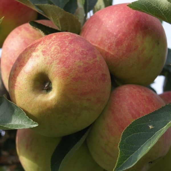 Familienbaum Apfel mit 2 verschiedenen Garten | Grüner Sorten! Shop