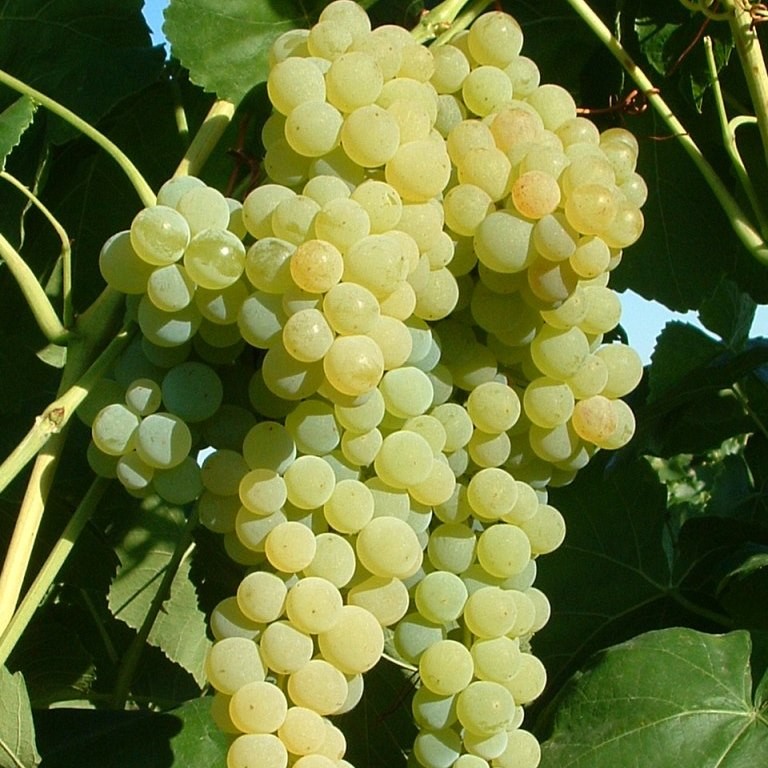 Lakemont kernlose fruchtige Weintraube- | Shop kaufen Garten Grüner günstig