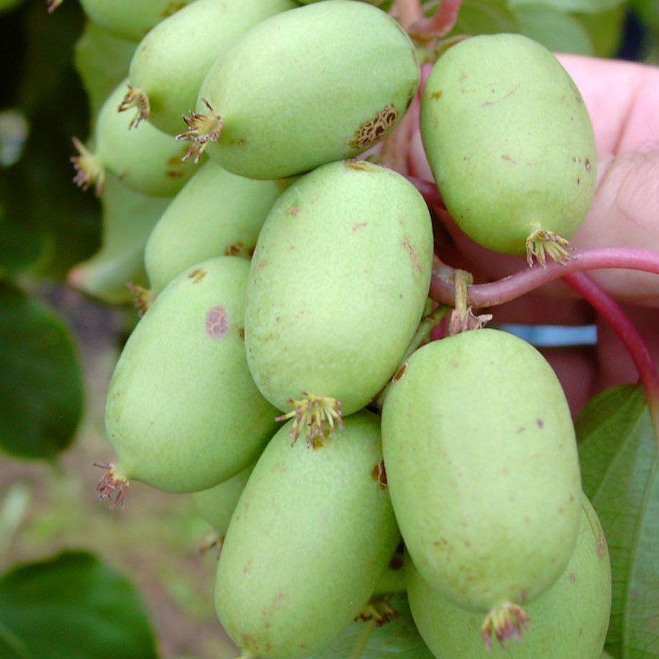 Bayernkiwi - weibliche Kiwipflanze fruchttragende Shop Garten Grüner 