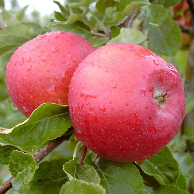 Shop | (S) für Garten den Grüner Santana Apfelbaum Apfelallergiker