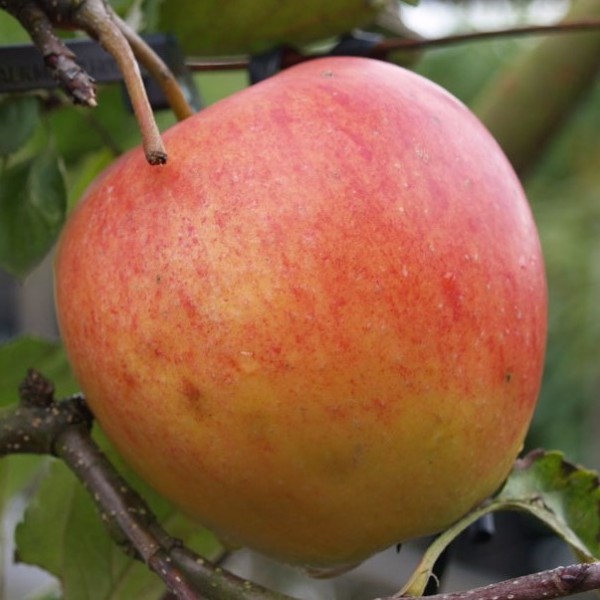 Apfelbaum Shop robuster Süßer den Pinova Garten Grüner | für (S) Hausgarten