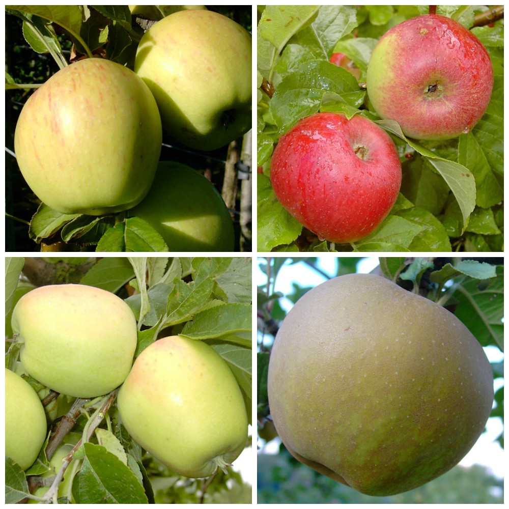 Familienbaum Apfelbaum mit vier historische Apfelsorten | Grüner Garten Shop