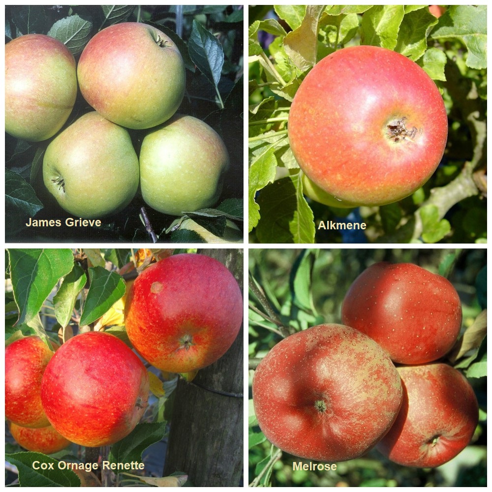 James Cox Melrose Apfel Grieve Shop | Alkmene Garten Grüner Familienbaum