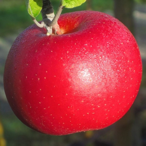 Roter Berlepsch - Vitamin C - | Garten Shop kaufen online Grüner Apfel reicher