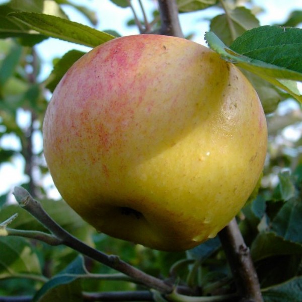 Dülmener Rosenapfel - Historische leckere Apfelsorte | Grüner Garten Shop