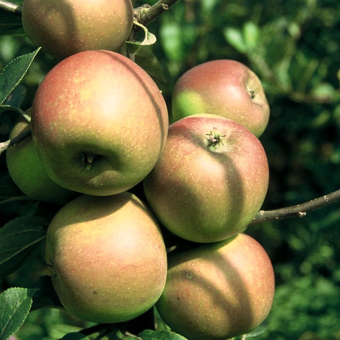 Apfelbaum Rote Goldparmäne - Alte Historische und Apfelsorte Shop Garten | Grüner