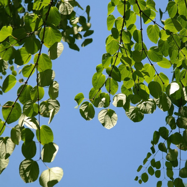 Lebkuchenbaum / Japanischer Kuchenbaum - Cercidophyllum japonicum