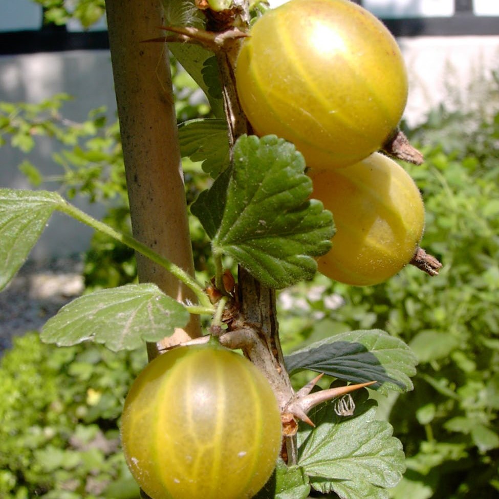 Hinnonmäki gelb Stachelbeere Superfood Garten aus Grüner Shop dem | Garten