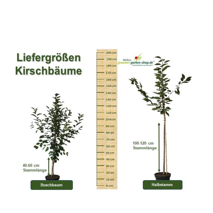 Süßkirschbaum Schneiders Späte kaufen Shop Grüner Knorpelkirsche | Garten online