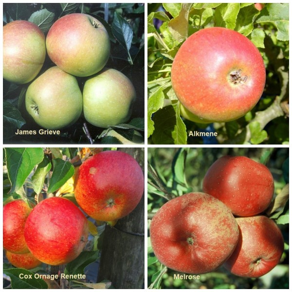 Apfel Familienbaum James Grieve Alkmene Cox Melrose | Grüner Garten Shop
