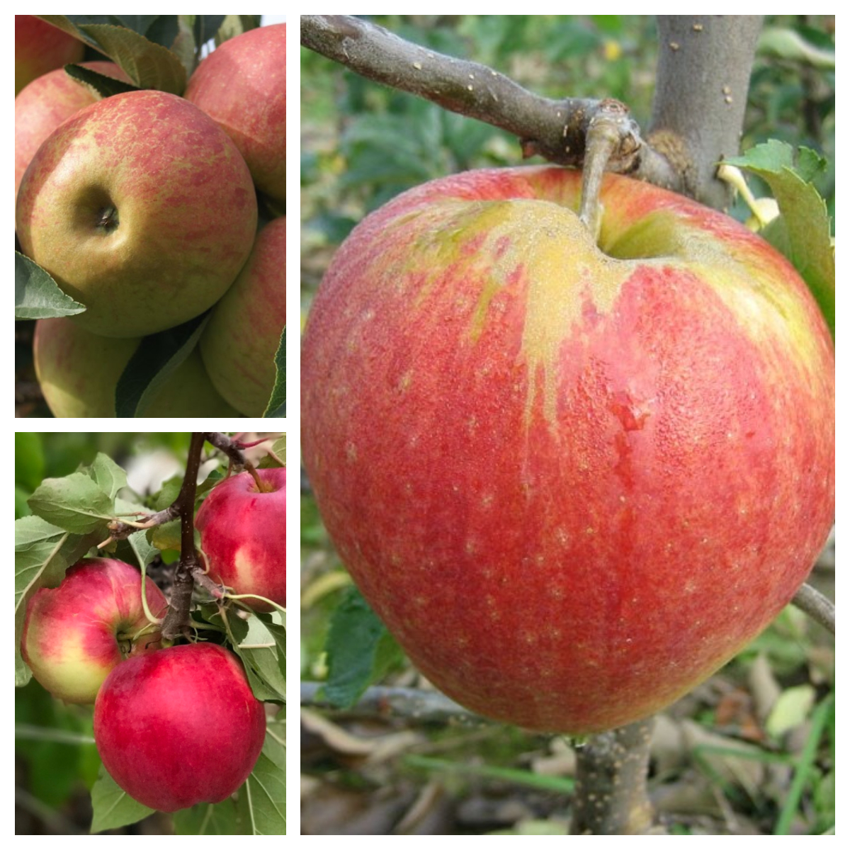 Apfel Familienbaum mit 3 Apfelsorten auf | Baum Grüner Shop einem Garten