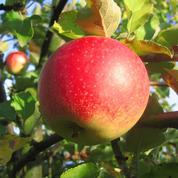 einem 3 Apfel | auf Garten mit Baum Shop Familienbaum Apfelsorten Grüner