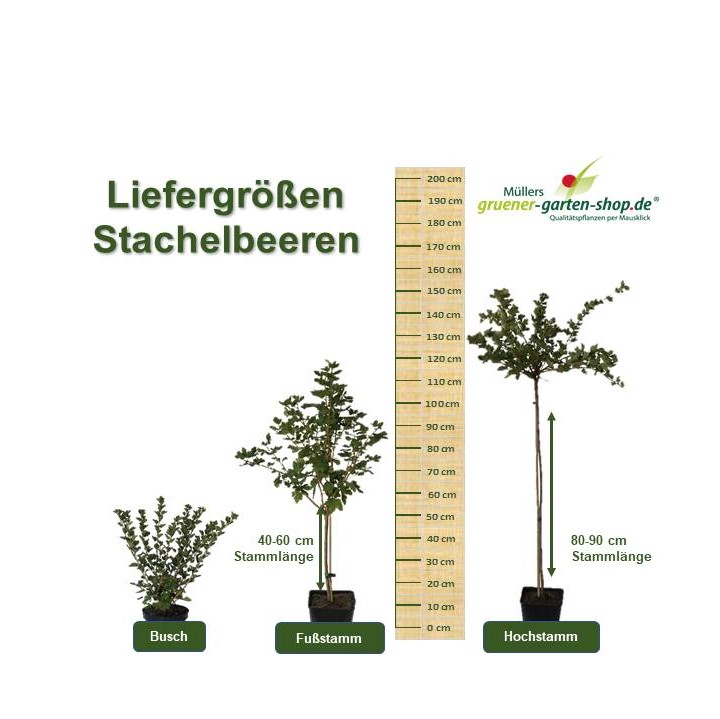 Grüner Stachelbeere | rot online Garten robuste Hinnonmäki Shop kaufen