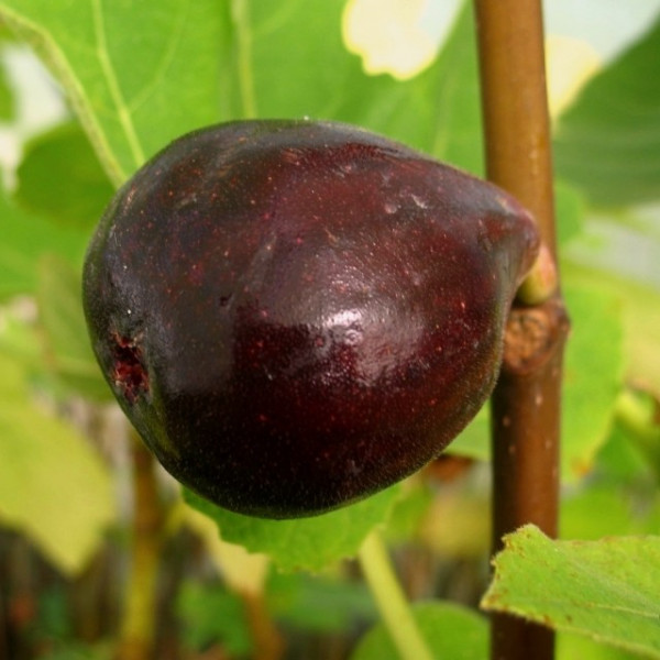 Fruchtfeige Ronde de Bordeaux Ficus carica