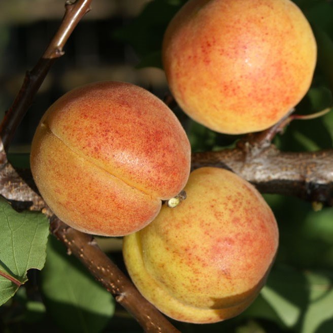 sehr süße große Grüner Garten Bergeron | Aprikosenbaum Shop - Aprikose saftig