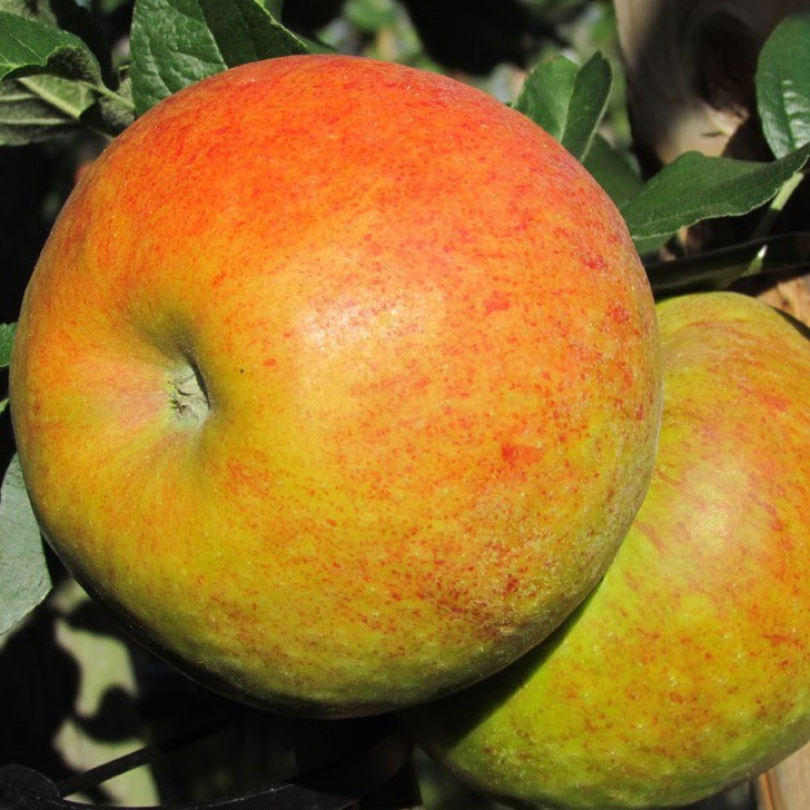 den (S) | für Shop Pinova robuster Garten Hausgarten Grüner Apfelbaum Süßer