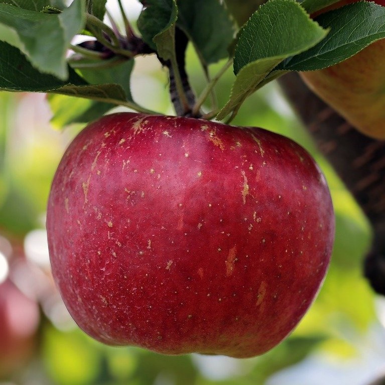 Roter Gravensteiner Apfelbaum online Grüner kaufen | Garten Shop