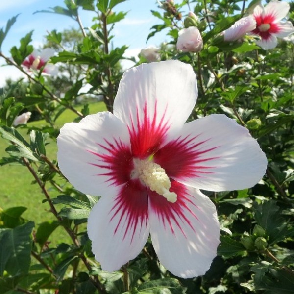 Roseneibisch innen Blüte, Garten rot Heart offene - Shop Grüner | weiße Red