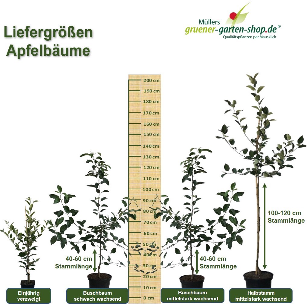 Grüner robuster (S) Apfelbaum den für Süßer Pinova Shop Garten | Hausgarten