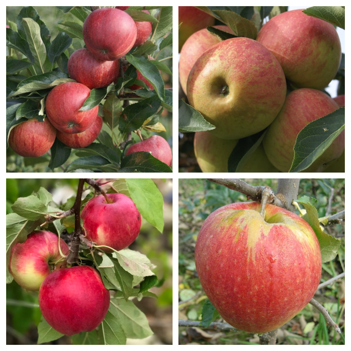 | mit Grüner Garten Familienbaum 4 Halbstamm Shop verschiedenen Apfelbaum Sorten!