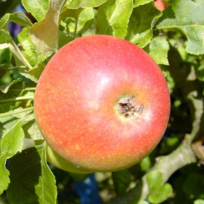Grüner Kinderapfel Shop kaufen | Apfelbaum beliebter online Garten Alkmene