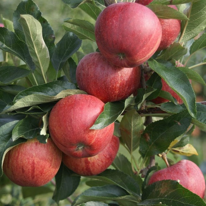 Gala - süßer Wuchsformen Grüner - Shop beliebter Apfel verschiedene Garten |