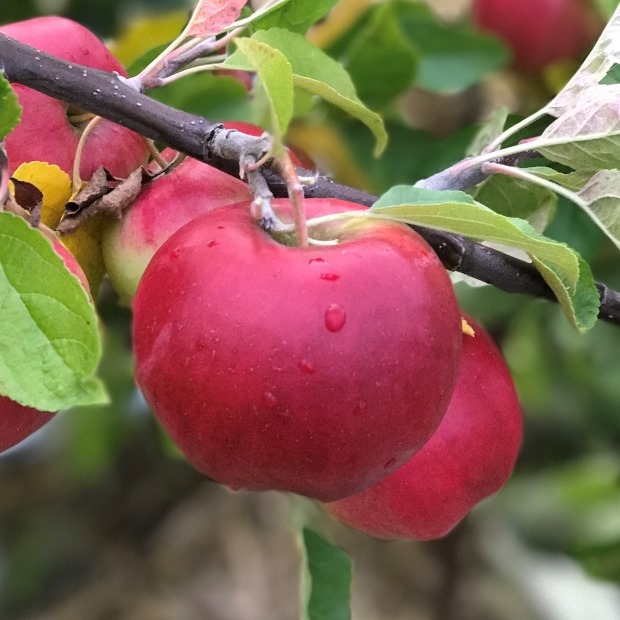 leckerer | Jamba sehr süßer Sommerapfel Grüner - Shop knackig Garten
