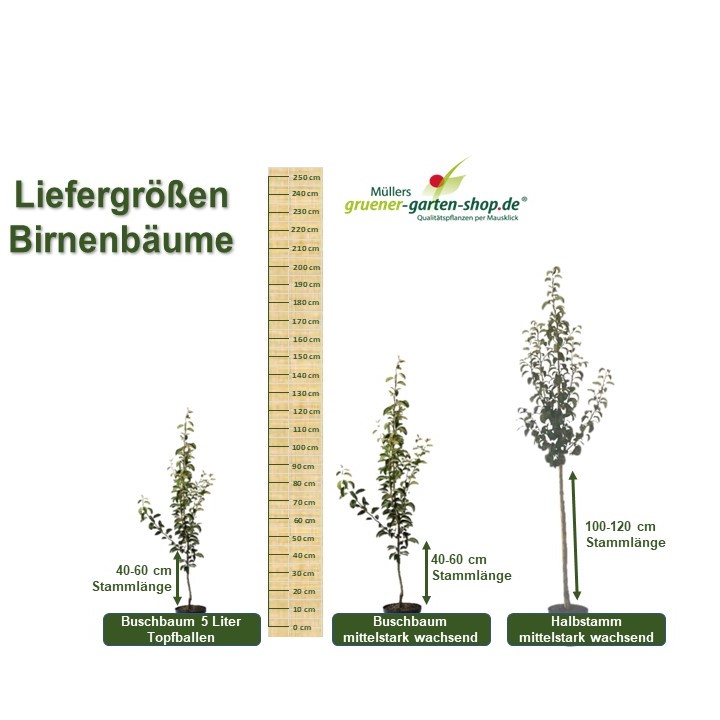 Birnenbaum Gellerts Butterbirne | Garten Grüner Shop
