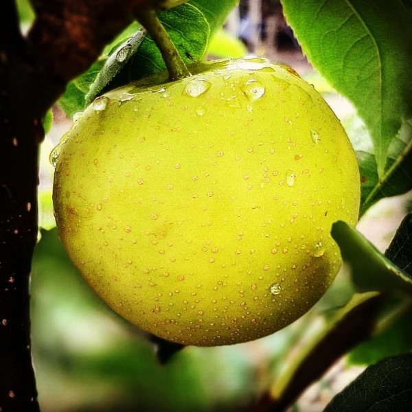 An Pear Grüner Nashi | Ben Garten Shop