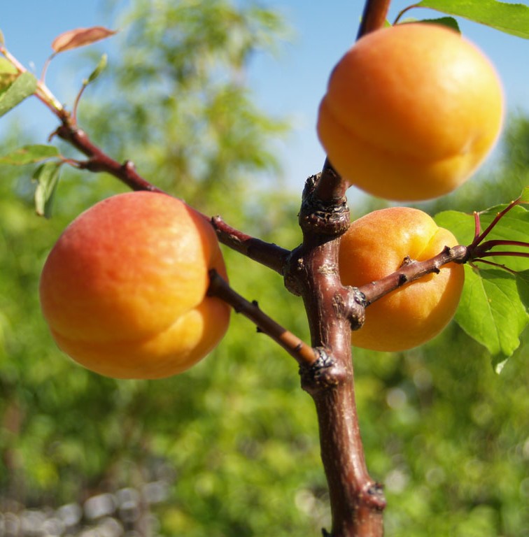 Hargrand Aprikose - online kräftiger kaufen Garten Shop Grüner | Aprikosenbaum