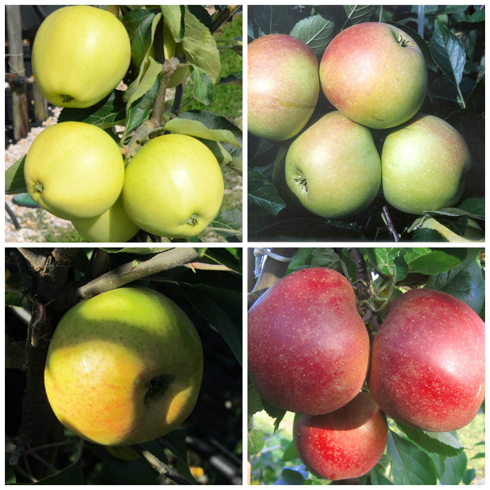 5-er Set einjährige Apfelbäume nach Grüner Shop | Wahl Garten