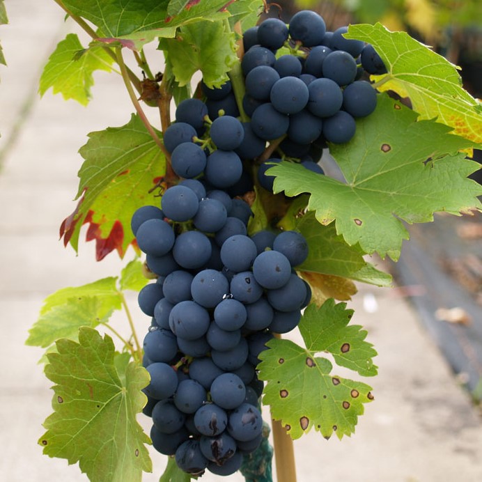 Regent - blaue Weinrebe - günstig online kaufen | Grüner Garten Shop