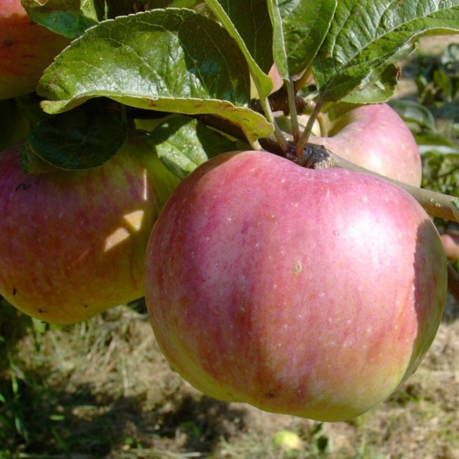 Ontarioapfel - Historische Apfelsorten vom Shop | Grüner Profi Garten