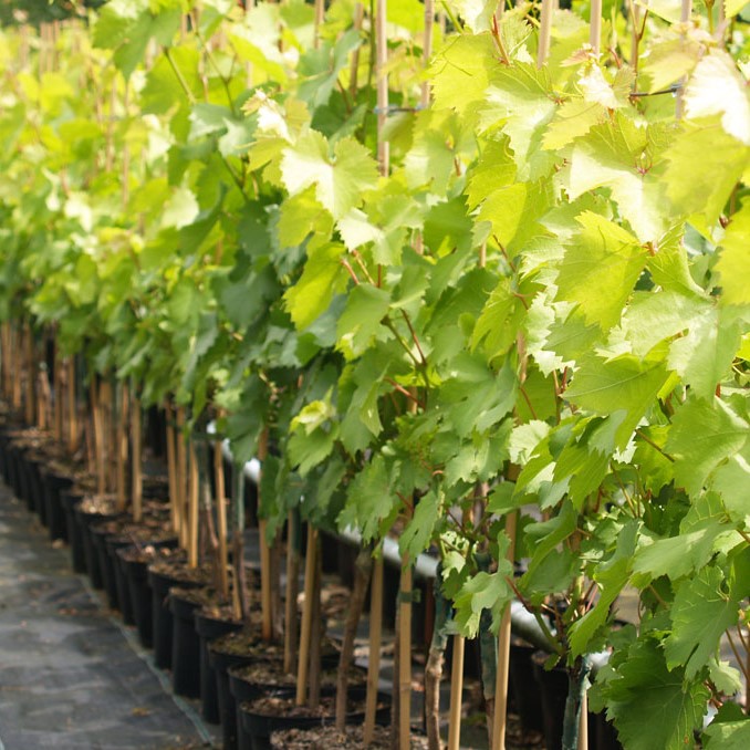 Garten Suffolk Wein - kaufen online | Red Große Grüner Shop - Auswahl