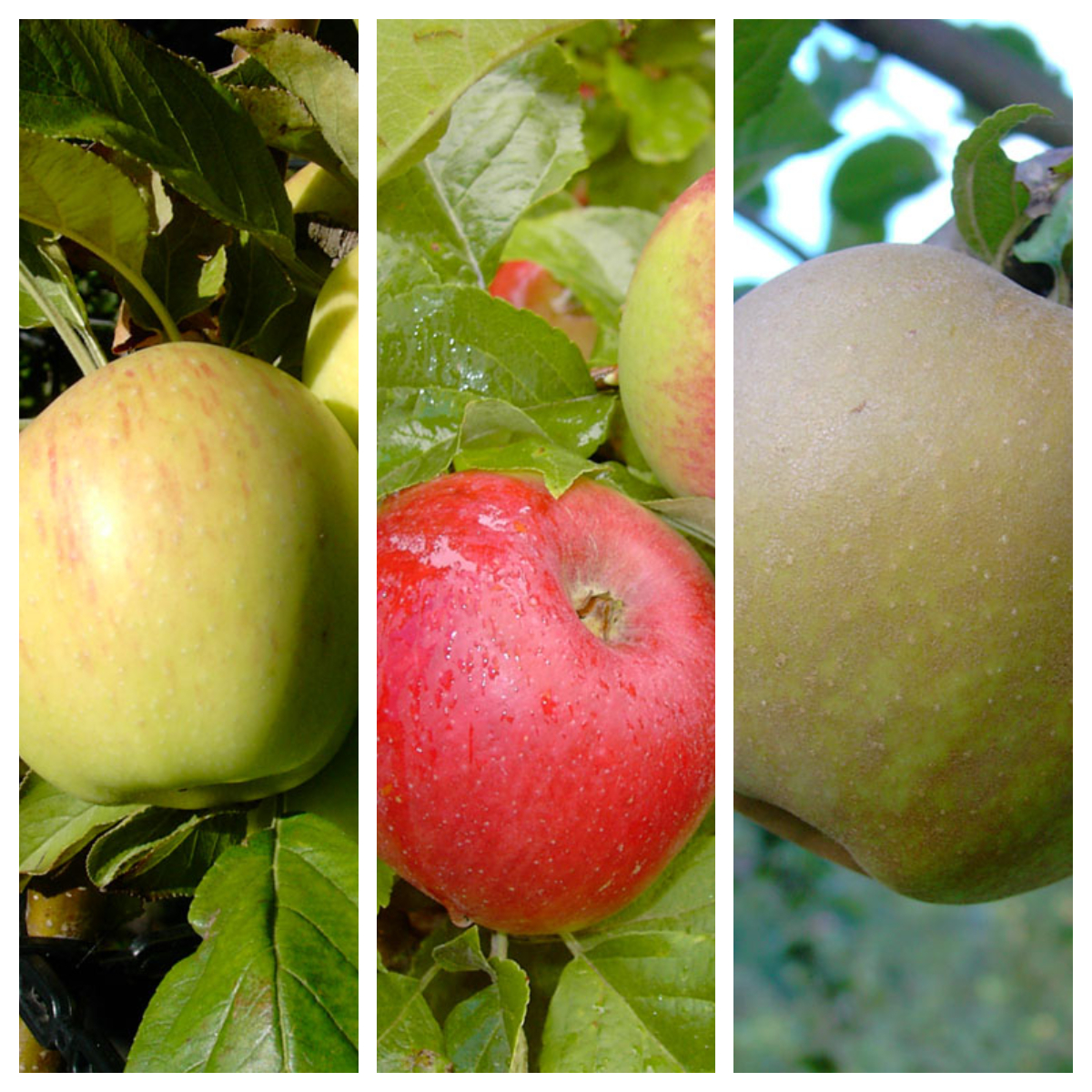 Drei historische Apfelsorten auf einem Shop Grüner | Garten Baum