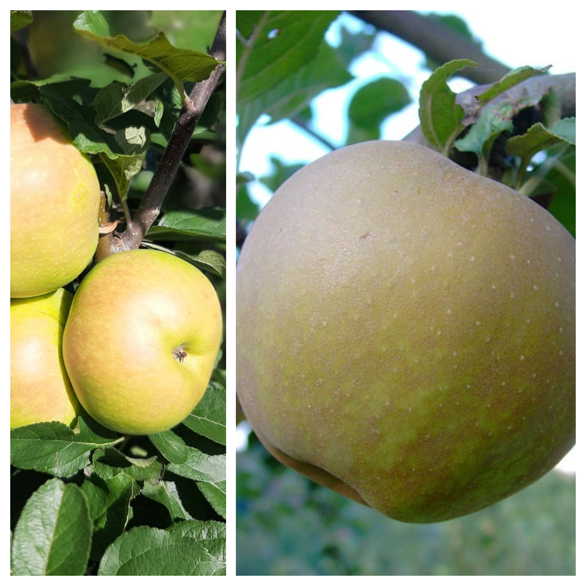 Historische Apfelsorten auf einem Duo-Apfelbaum Grüner Garten | Shop