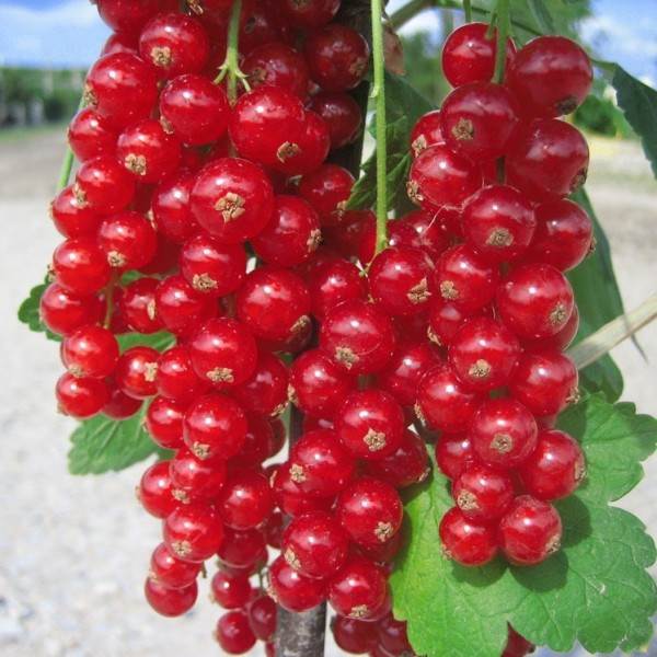 Rote Johannisbeere Rovada - Ribes rubrum kaufen | Grüner Garten Shop