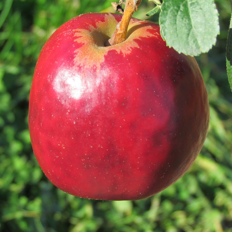 Roter Gravensteiner online | Shop Grüner Apfelbaum kaufen Garten