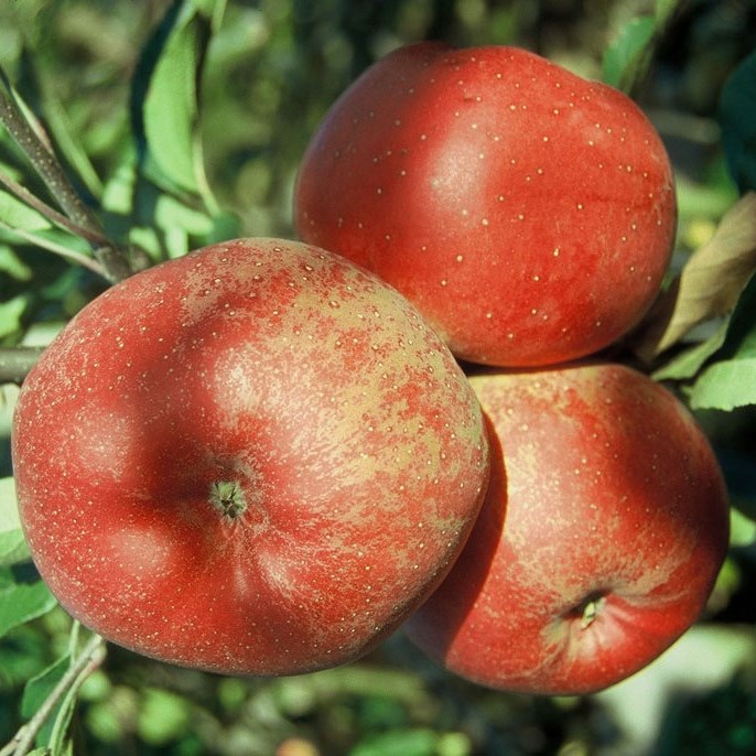Apfel Familienbaum James Grieve Alkmene Shop | Melrose Cox Grüner Garten